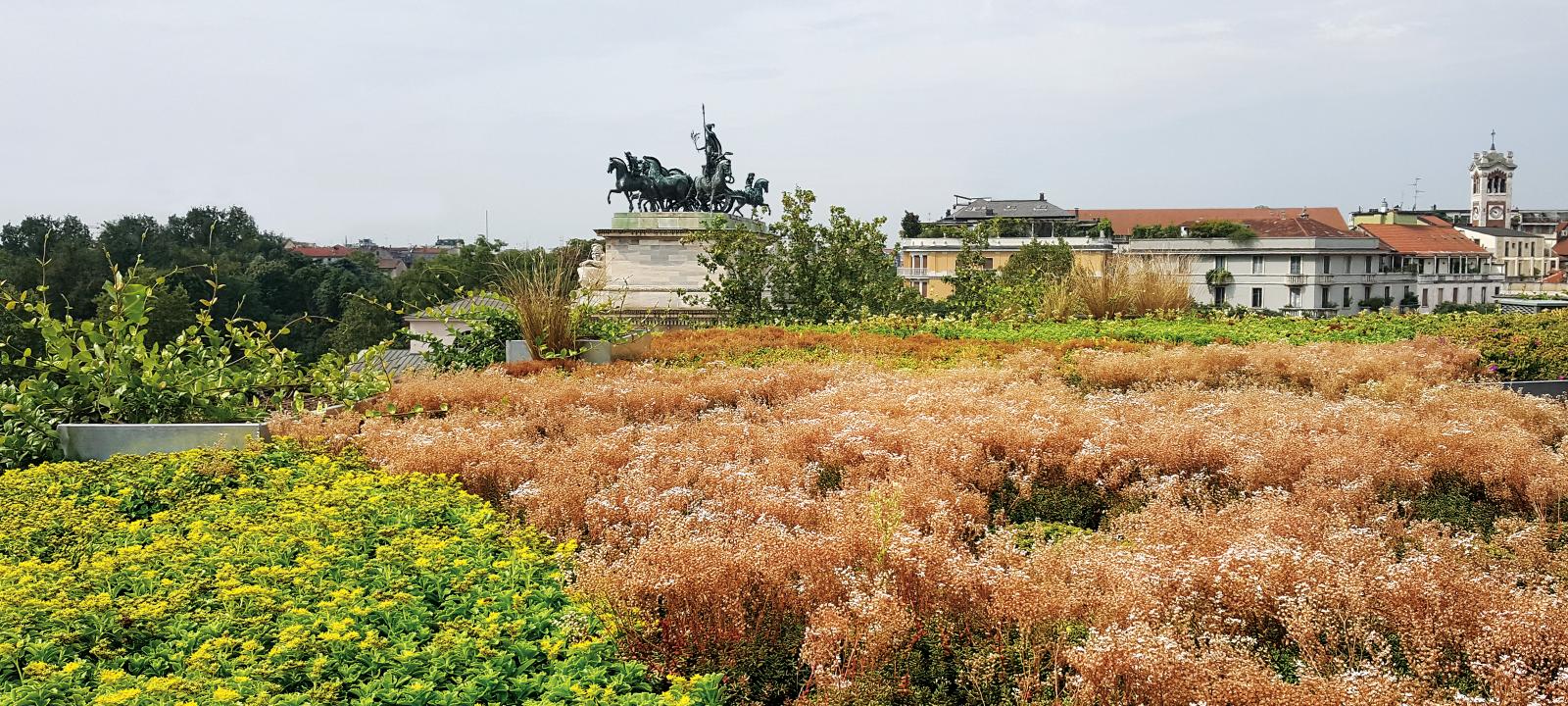 Tetto verde con Sedum 