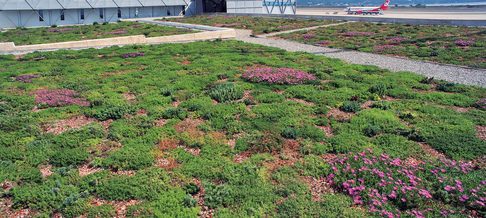 Vista sul tetto verde estensivo di grande superfice