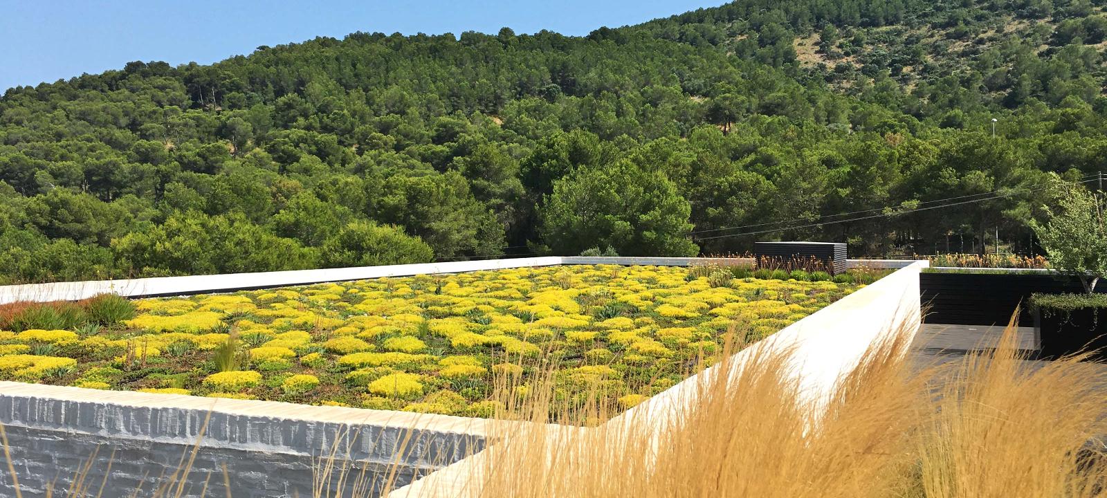 Verde pensile estensivo con Sedum