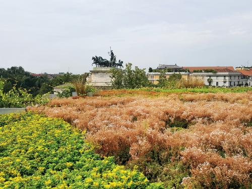 Tetto verde con Sedum 