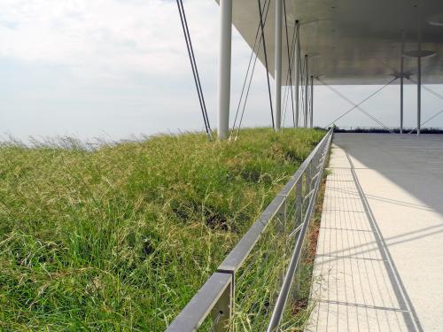 Terrace and green roof with grasses