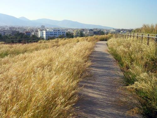 Pathway through grasses on a green roof