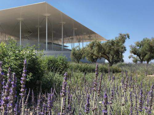 Green roof with olive trees and lavender