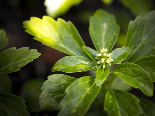 Leaves of a Sedum plant