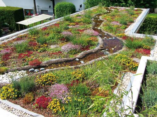 Green roof with water area