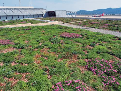 Vista sul tetto verde estensivo di grande superfice