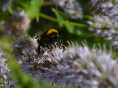 Bumblebee on flowering herb