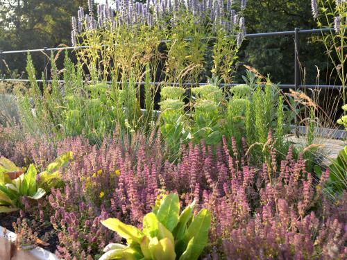 Plot with herbs on a rooftop