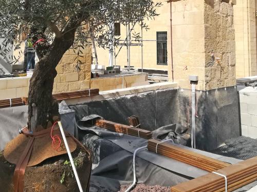 Olive tree with the tree anchor system Robafix®