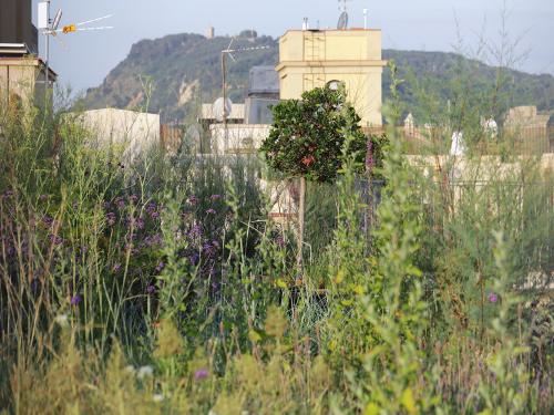 Wilderness on a rooftop