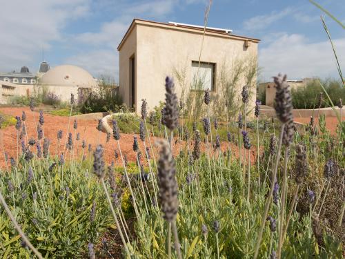 Lavender on a rooftop