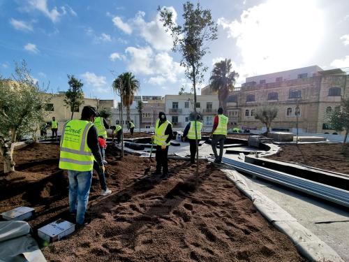 Planting of perennials and shrubs on a rooftop