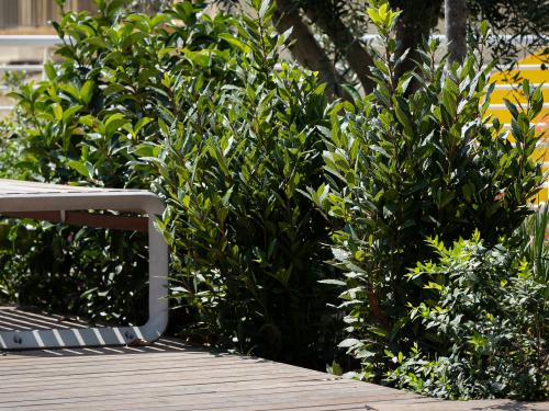 Bench on a roof garden surrounded by greenery