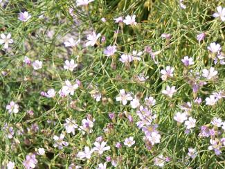 Gypsophila repens 