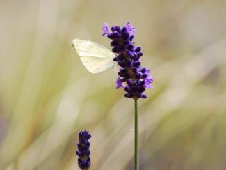 Farfalla sul fiore di lavanda