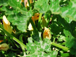 Fiori di zucchini
