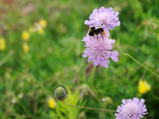 Bombo sul fiori di Knautia arvensis