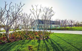 Lawn, plant bed and trees