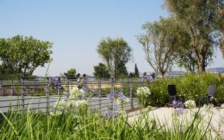 Roof garden with blue Lilies of the Nile and small trees