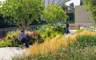 Reading man sitting under a small tree on a green roof