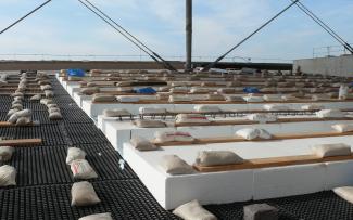 Stabilodrain® SD 30 during green roof installation