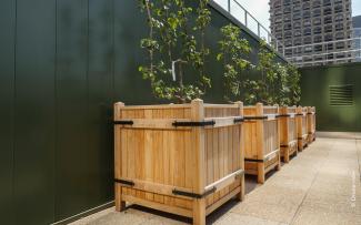 Small apple and pear trees in large troughs