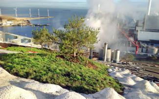 Vegetation mats and small pine tree on a steep pitched green roof