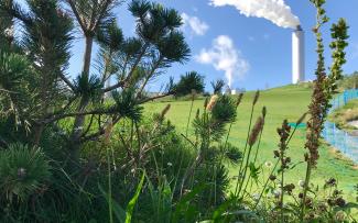 Pine tree on pitched green roof