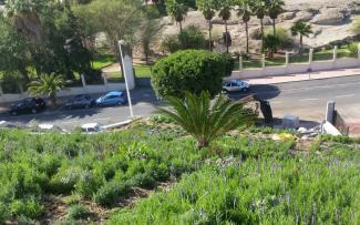 Pitched green roof with palm trees