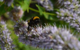 Bumblebee on flowering herb