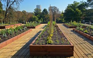 Vegetable and herb plots on a rooftop with wooden decking