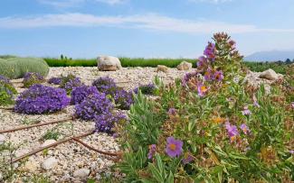 Cistus albidus and other purple flowers on a green roof
