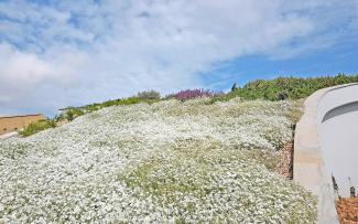 Cerastium tomentosum in full flower on a green roof