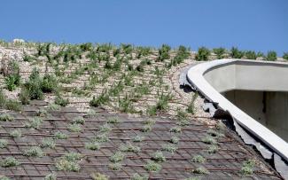 Newly planted vegetation and driplines on a pitched green roof