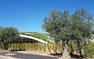 Olive trees in front of a pitched green roof