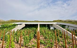 Vines in front of a pitched green roof