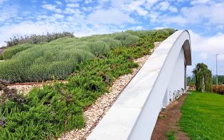 Creeping rosemary and other plants on a green roof