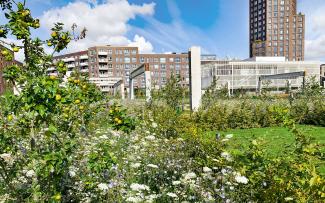 Fruit trees and meadow in front of high buildings