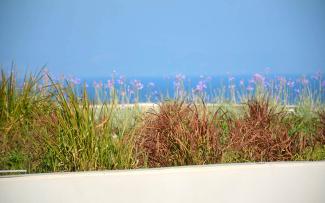 Flowering wild garlic on a roof
