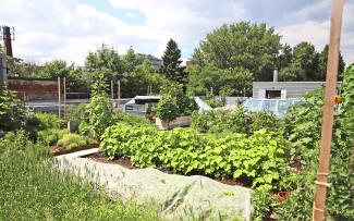 Vegetable garden