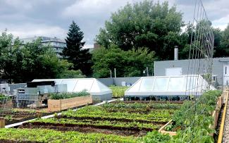 Roof garden with vegetable patches