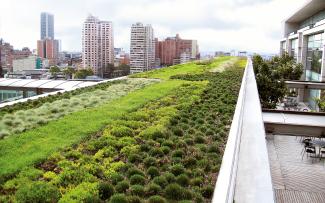 Extensive green roof in the city