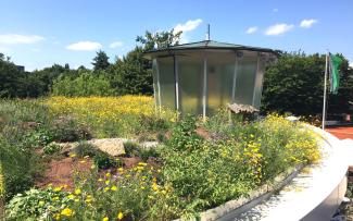 Biodiverse green roof