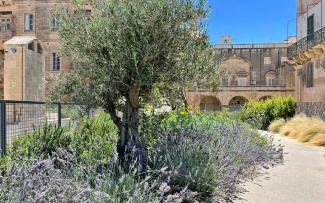 Roof garden with olive trees and lavender