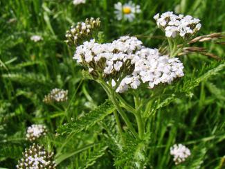 Achillea