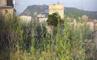 Wilderness on a rooftop