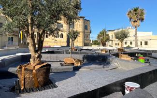Olive trees with Robafix® on a rooftop