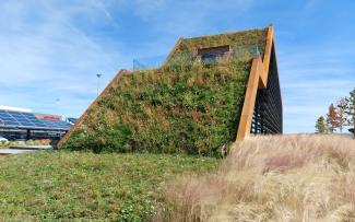 Steep pitched green roof