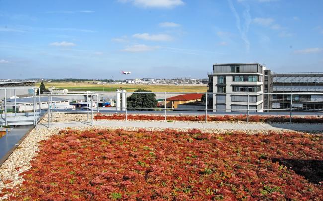 Tetto verde con Sedum