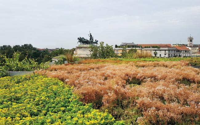 Tetto verde con Sedum 